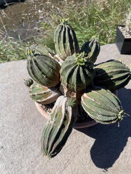 Euphorbia alte Gruppe